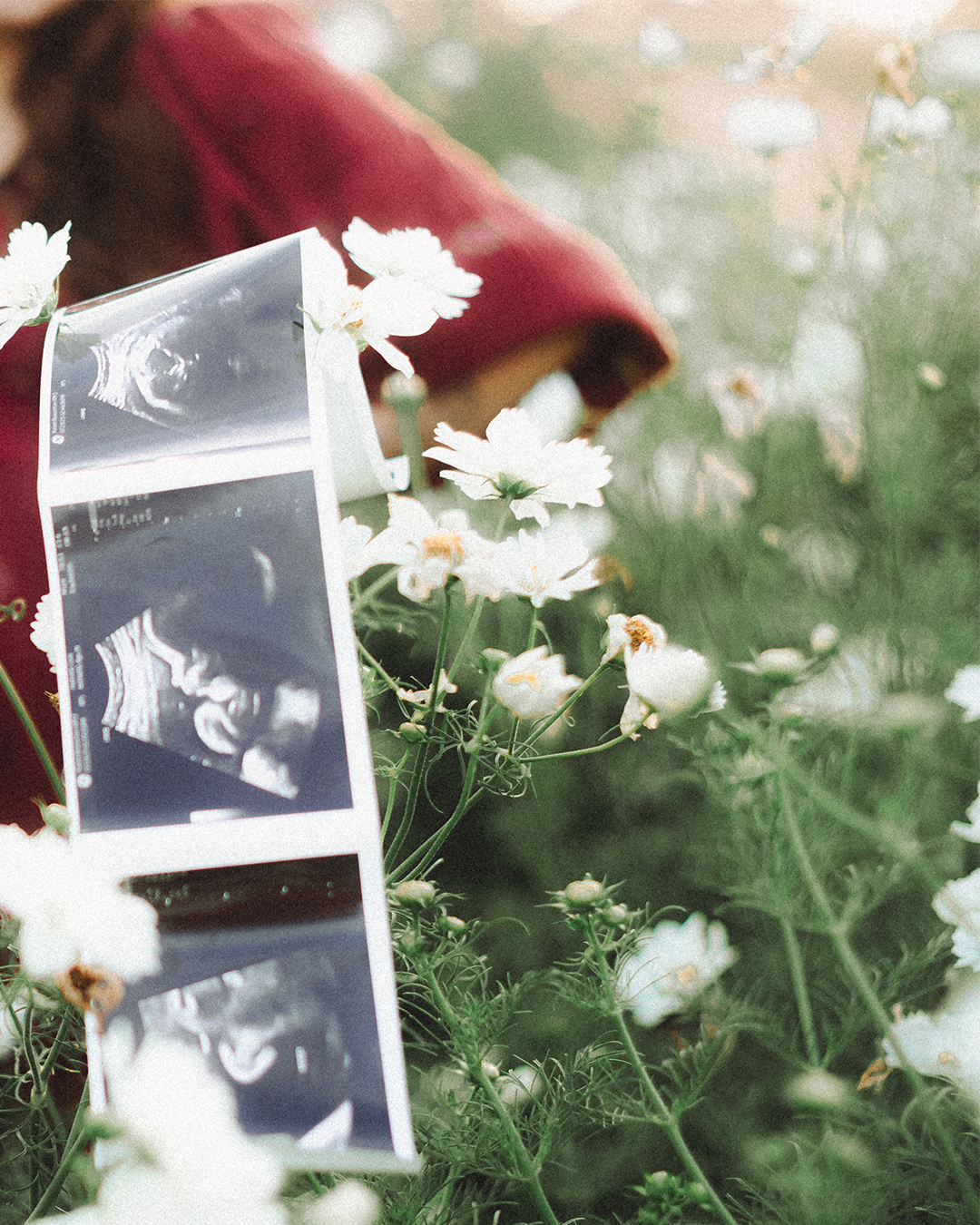 Lovestory Pregnancy Announcement Among the Sunflowers of the Wooden Shoe Tulip Farm — photograph 37 of 39